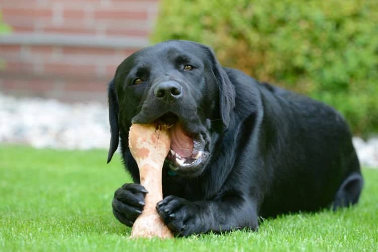 eafcfe4b25d2ca6921edfdb9929a092b Пародонтоз у собак: симптоми і лікування в домашніх умовах