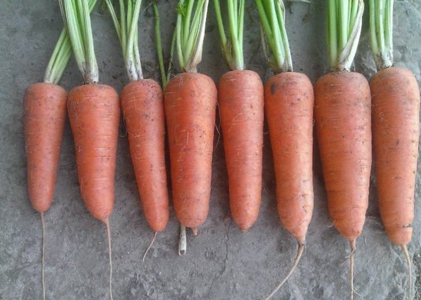 eed1f941df4179b2a8fc367a116f180d Чому морква не солодка і не соковита: як виростити велику і солодку, кращі сорти