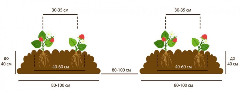 efc7d97d6f11bc3f8a18a37aaf245feb Посадка полуниці насінням: як посадити і виростити полуницю з насіння, догляд і пікіровка