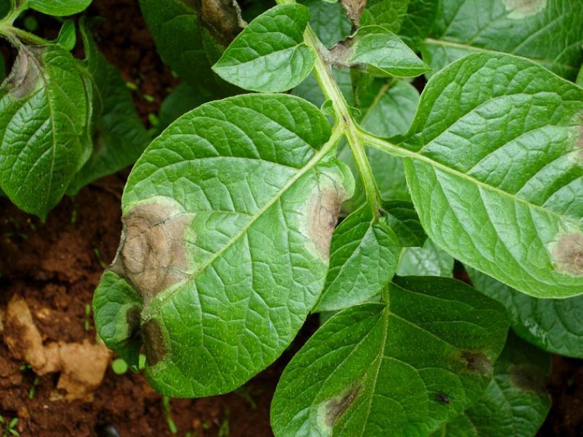 f1cb24ed08b1e3ed5d20c9faf87d106c Сорт картоплі Чавунка: ботанічний опис і характеристика, особливості вирощування та догляду, фото