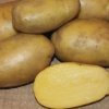 f1f15e4c84766657585b29843b2dee3d Сорт картоплі Чавунка: ботанічний опис і характеристика, особливості вирощування та догляду, фото