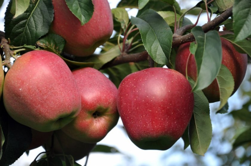 f3a8b648982dee15c9770d7ef083156f Який сорт яблук найкорисніший для людини, чим відрізняються зелені яблука від червоних