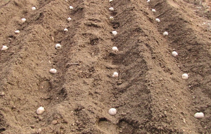 f50f9739ba4cc32166fbd902b22f7411 Як посадити картоплю взимку в теплиці: вирощування, урожайність технологія вирощування