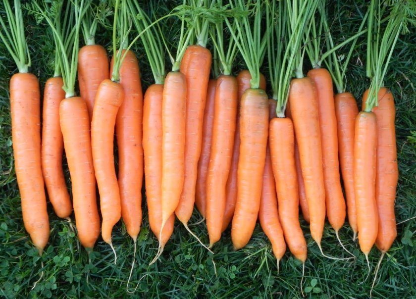 f7e827d8dacd2432fea20c8b4f257fe1 Чому морква не солодка і не соковита: як виростити велику і солодку, кращі сорти