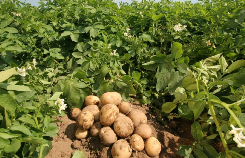 f7ff07778064b55e6f7032aa7a384e6a Картопля Лабадія: опис та характеристика, історія походження, особливості вирощування та догляду, фото