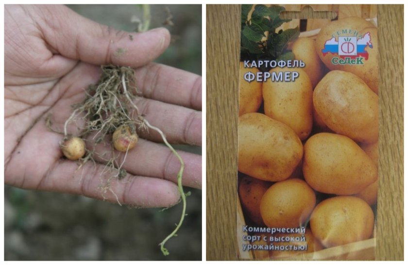 f851ef650e9d17c58e1bf32500c9a1fe Картопля сорту Фермер: опис, характеристика та вирощування сорту, особливості посадки і догляду