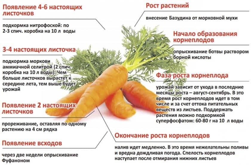 facc0508d4f5441593d4e1561b4dbe24 Чому погано росте морква: основні причини повільного зростання овоча на городі, правила підготовки ґрунту перед посадкою