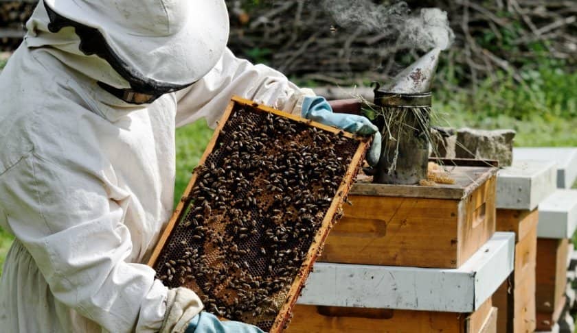 fd3924613abccf12e4037098f1287f0c Бджоли навесні: особливості догляду, поради початківцям бджолярам, відео