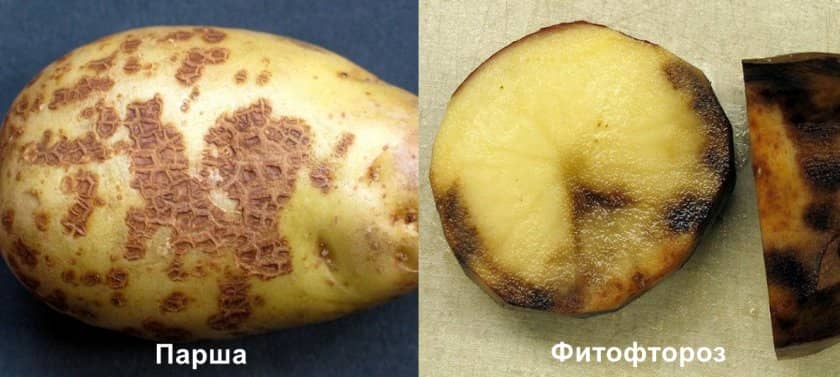 fd50be9f8ca1d2e245369b0a23fd14e4 Картопля сорту Чайка: характеристика, особливості вирощування та догляду за посадками, фото