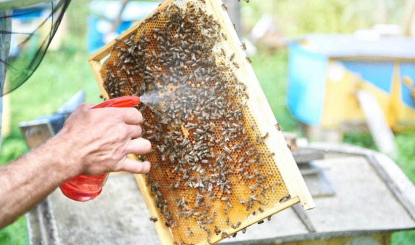 ffbaf2f4578fa9df7123ed1afdc1f1da Бджоли навесні: особливості догляду, поради початківцям бджолярам, відео