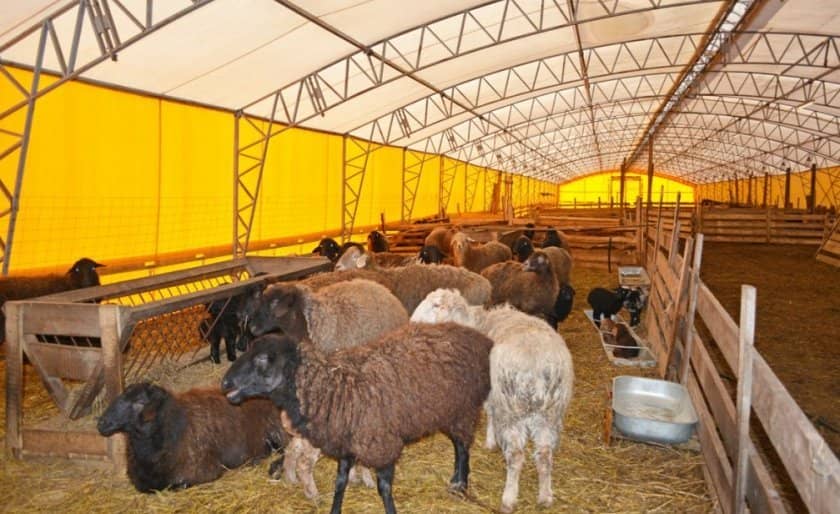 113415f4402645723afc677f67d1cb91 Курдючне породи овець: опис з фото, особливості та характеристики, зміст і розведення