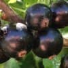 1b029c1f8afceda147761d73a2c79521 Чорна смородина Чорна перлина: опис сорту з фото, відгуки садівників, особливості догляду