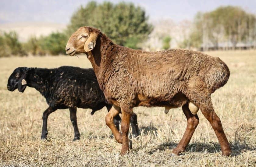 26d73262f50a21eaf11f92826c38141e Курдючне породи овець: опис з фото, особливості та характеристики, зміст і розведення