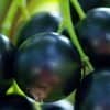 6fcaccb95724649b4b1eef19073e38a1 Чорна смородина Чорна перлина: опис сорту з фото, відгуки садівників, особливості догляду