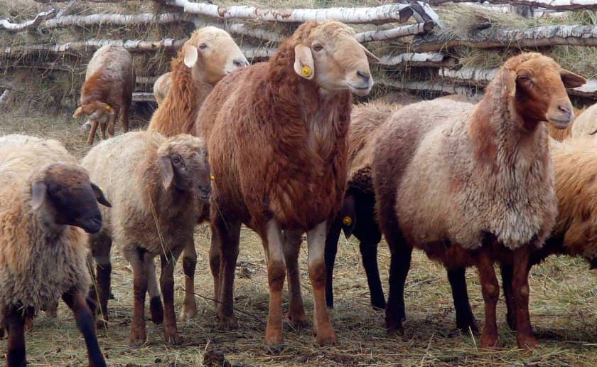 a4b79d51f7e69dfda06db537ffb251df Курдючне породи овець: опис з фото, особливості та характеристики, зміст і розведення