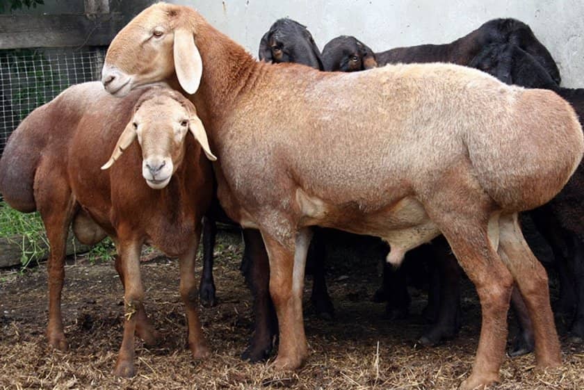 bcd9b7e9abf362d232ac2cd39cfbc7fd Курдючне породи овець: опис з фото, особливості та характеристики, зміст і розведення