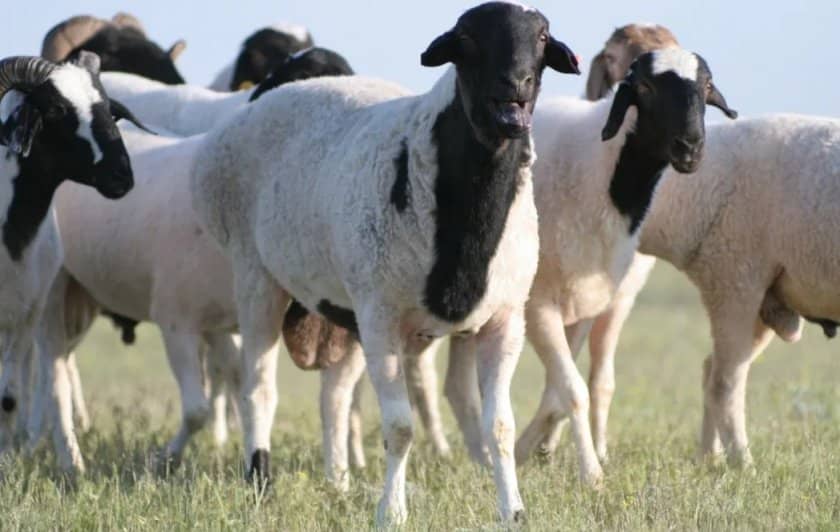 ce041959f057698f32a91b6fc4ff6590 Курдючне породи овець: опис з фото, особливості та характеристики, зміст і розведення
