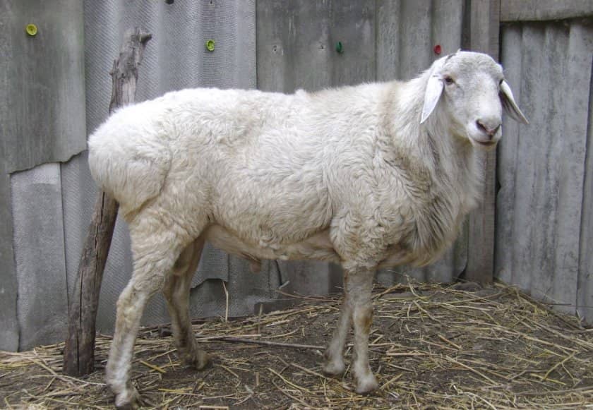 de50b41ded28d528581901fc67cf1689 Курдючне породи овець: опис з фото, особливості та характеристики, зміст і розведення