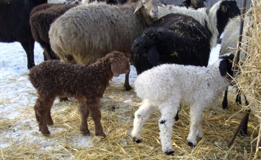 e5c4b40a1890fd06030a1e9c15aa9696 Курдючне породи овець: опис з фото, особливості та характеристики, зміст і розведення