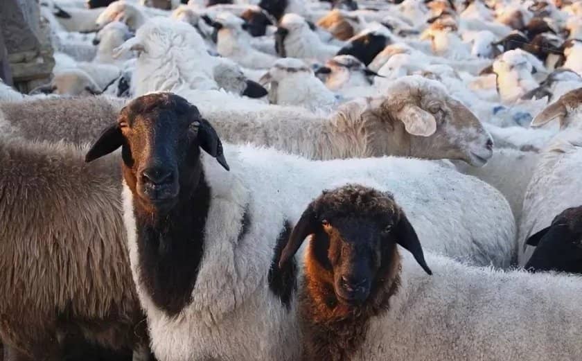 ee3505d9b54fe14fb11323b85d53cc70 Курдючне породи овець: опис з фото, особливості та характеристики, зміст і розведення