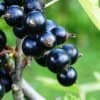 ef41fc43788ad60e94d95d8ac049c253 Чорна смородина Чорна перлина: опис сорту з фото, відгуки садівників, особливості догляду