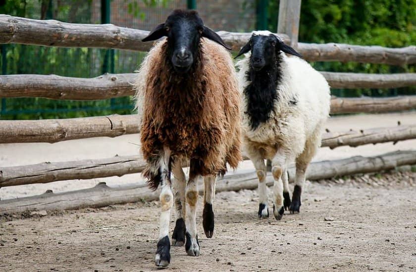 f3d5f2e2c38f21c85cf9d0206bc9df75 Курдючне породи овець: опис з фото, особливості та характеристики, зміст і розведення