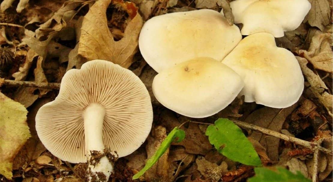 27e40e4d3caf724e4246f290f3112009 Рядовка біла: їстівний чи отруйний, як брати, корисні властивості та можливу шкоду від гриба, фото і опис