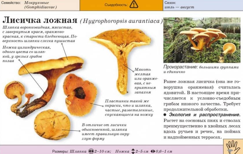 5bf8acc7a04810281e5ecef20d7b129a Говорушка помаранчева: їстівний чи ні, як вживати, корисні властивості та можливу шкоду від гриба, фото і опис