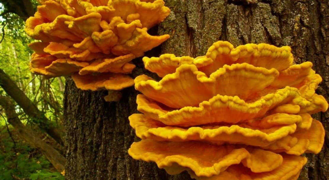 67f4981606151df6a34c2fd7baf05df2 Трутовик сірчано жовтий (курячий гриб): фото і опис, де зростає, лікувальні властивості, систематика