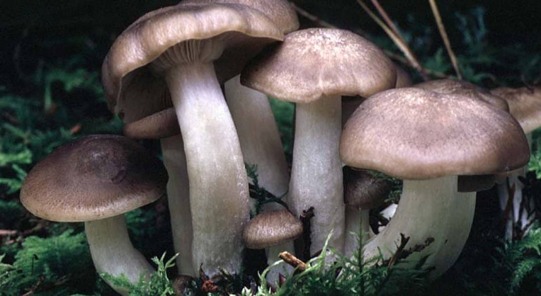 869ff135642593b5affafc21ee5f8064 Рядовка скупчена: їстівний чи ні, як брати, корисні властивості та можливу шкоду від гриба, фото і опис Lyophyllum decastes