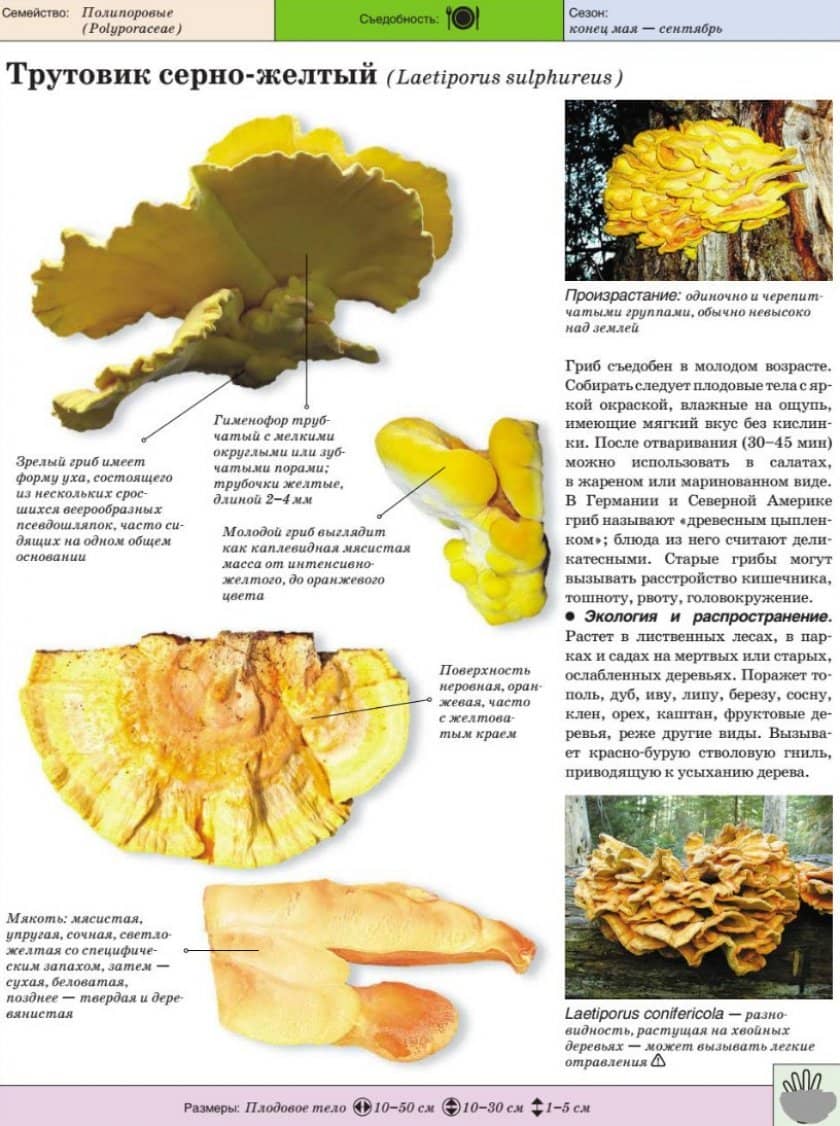 8e2c6bcf8669b7ae567780dde565bd96 Трутовик сірчано жовтий (курячий гриб): фото і опис, де зростає, лікувальні властивості, систематика
