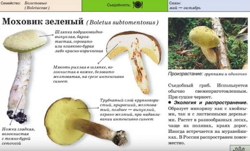 8f0d822e41deb20d30ef24afebf2c0d4 Полубілий гриб, він же жовтий боровик: фото і опис, їстівний він