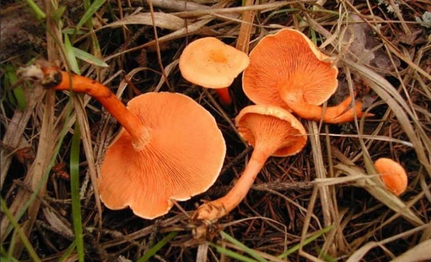 a0406561c7914c398afdbb8ae581583e Говорушка помаранчева: їстівний чи ні, як вживати, корисні властивості та можливу шкоду від гриба, фото і опис