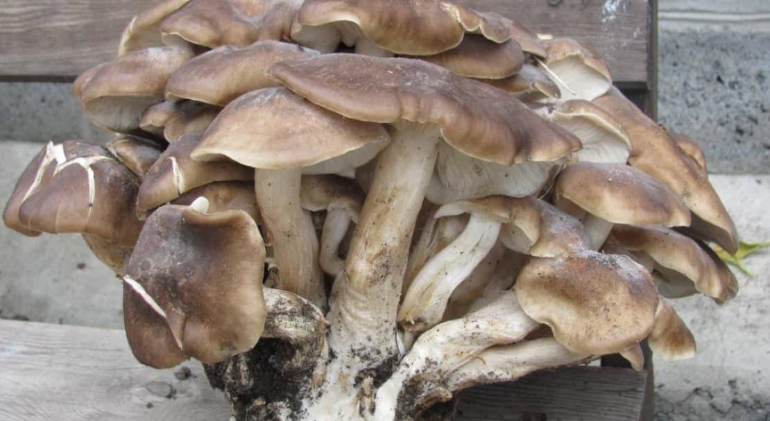 b8582c06db441727956dca11e868d41c Рядовка скупчена: їстівний чи ні, як брати, корисні властивості та можливу шкоду від гриба, фото і опис Lyophyllum decastes