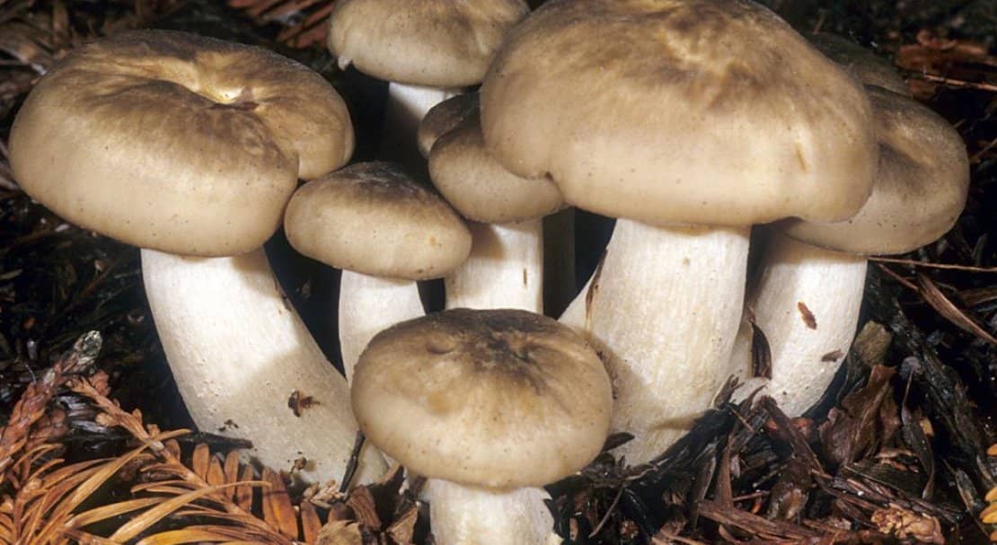 cb9f1c081f6a69c11094666c0636bf08 Рядовка скупчена: їстівний чи ні, як брати, корисні властивості та можливу шкоду від гриба, фото і опис Lyophyllum decastes