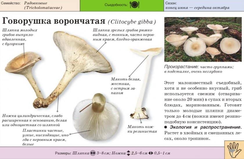e1f443acb1a7cbc92a82708b7754a8de Говорушка ворончатая: як приймати, корисні властивості та можливу шкоду від гриба, фото і опис Clitocybe Gibba