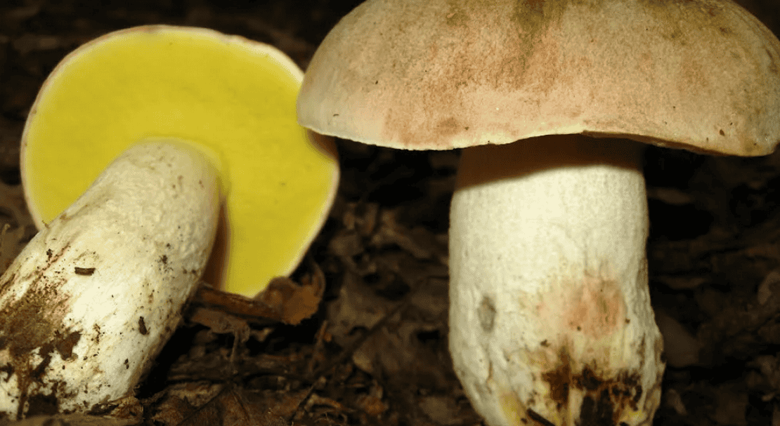 e9342cddd88594e2ffcea46f82d8617b Полубілий гриб, він же жовтий боровик: фото і опис, їстівний він