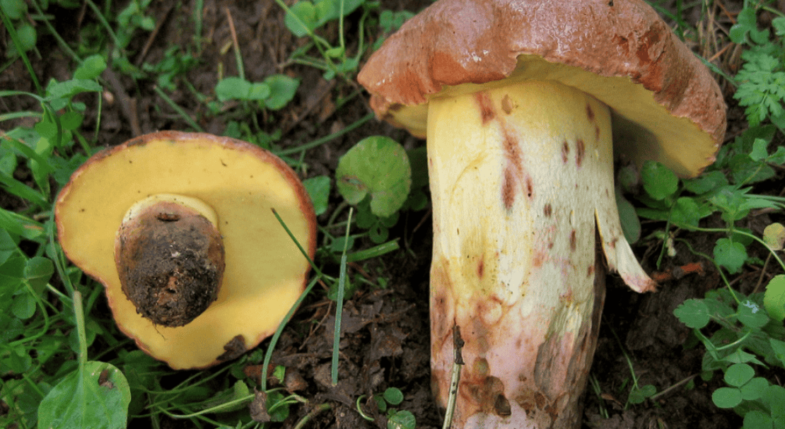 fe834bd13deb9c4f58954a75e6e0decb Полубілий гриб, він же жовтий боровик: фото і опис, їстівний він