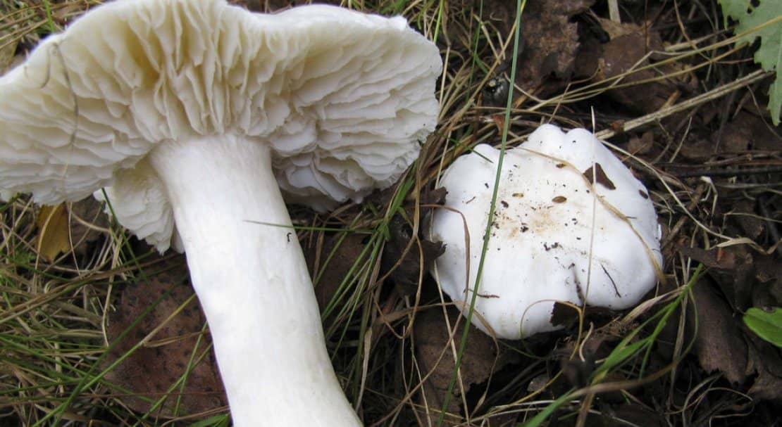 ff74650f62069f9f7ceef511795d5b20 Рядовка біла: їстівний чи отруйний, як брати, корисні властивості та можливу шкоду від гриба, фото і опис