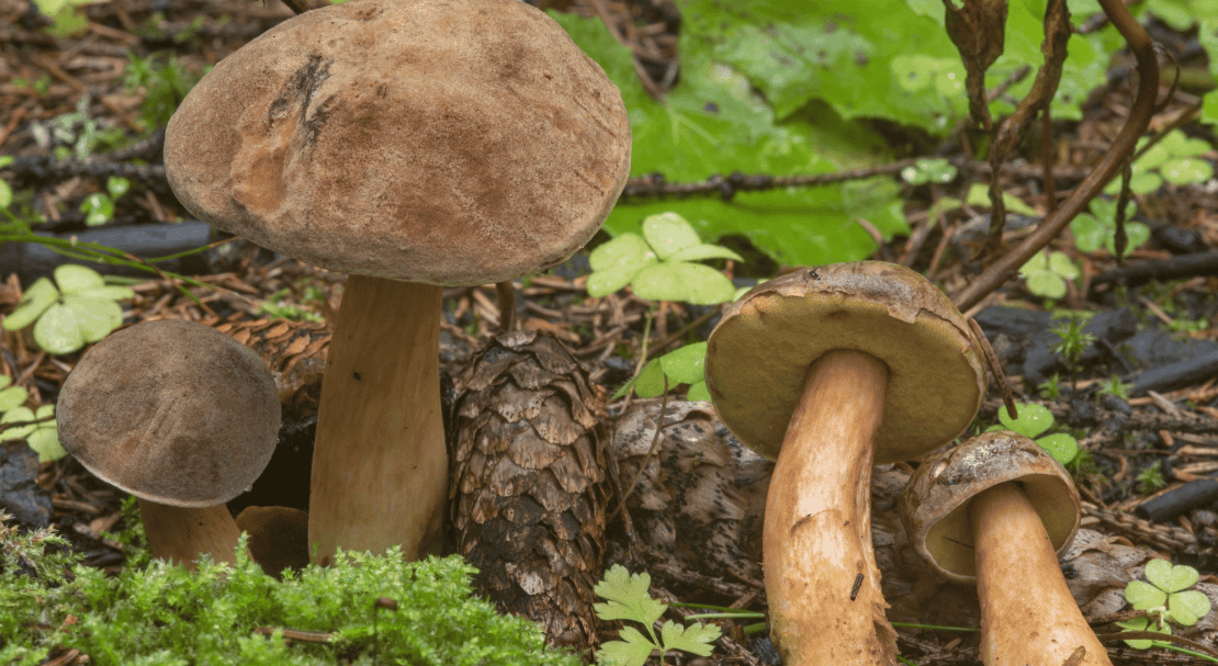 0a62a5191a6fe49c6614fafb3ebe903d Польський гриб, фото і опис, відмінність боровика від білого гриба, де росте їстівний чи ні