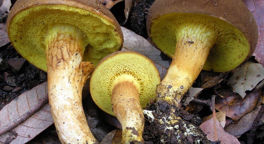 0d25048ce6e608067c073a0394ba3de6 Польський гриб, фото і опис, відмінність боровика від білого гриба, де росте їстівний чи ні