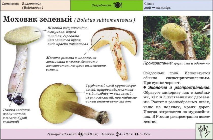 0f1f00feaf8b0fc94eb65c367ee053b0 Польський гриб, фото і опис, відмінність боровика від білого гриба, де росте їстівний чи ні