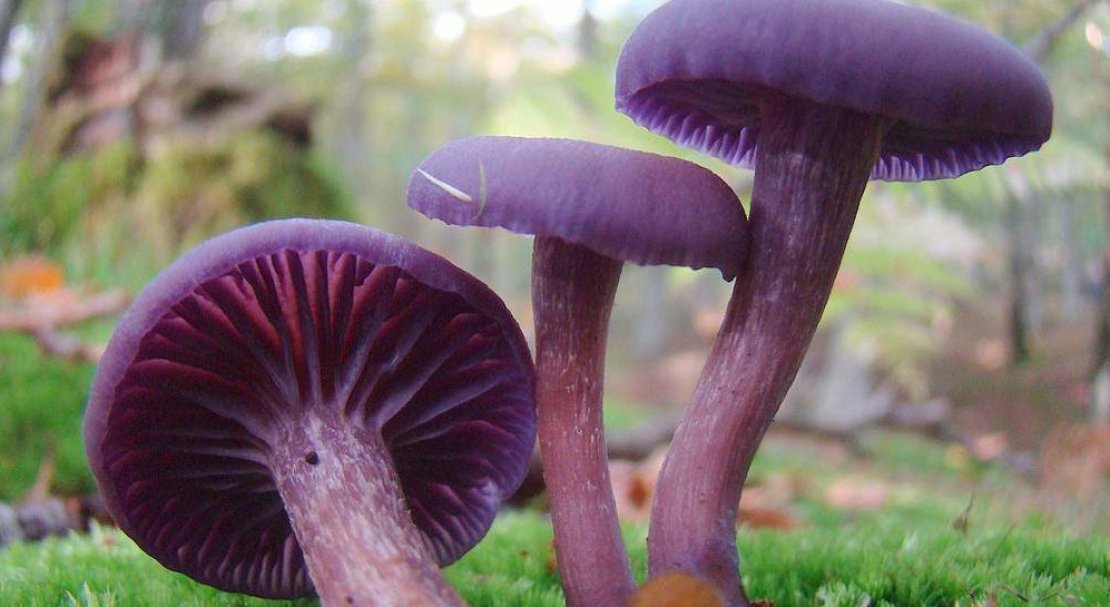 1c041328bed4031e36fed61085161e0b Рядовка фіолетова: їстівний чи ні, як готувати, корисні властивості та можливу шкоду від гриба, фото і опис