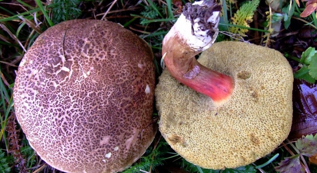 1cdf83c5f6387a0f8c6d24be7c995d8e Польський гриб, фото і опис, відмінність боровика від білого гриба, де росте їстівний чи ні