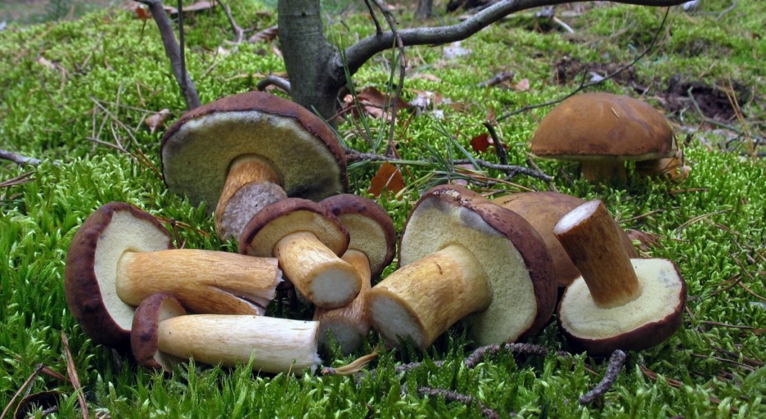 213a178076df28050ff6b049b2e83148 Польський гриб, фото і опис, відмінність боровика від білого гриба, де росте їстівний чи ні