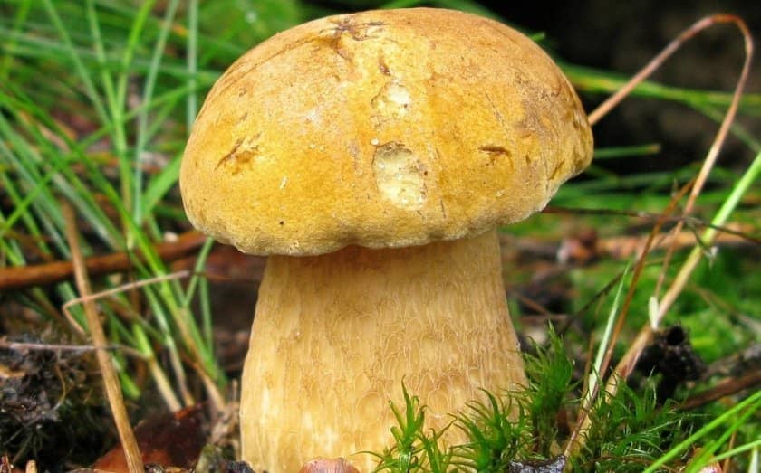 25c25f3034ff06a7f32e2e9f992d0978 Польський гриб, фото і опис, відмінність боровика від білого гриба, де росте їстівний чи ні