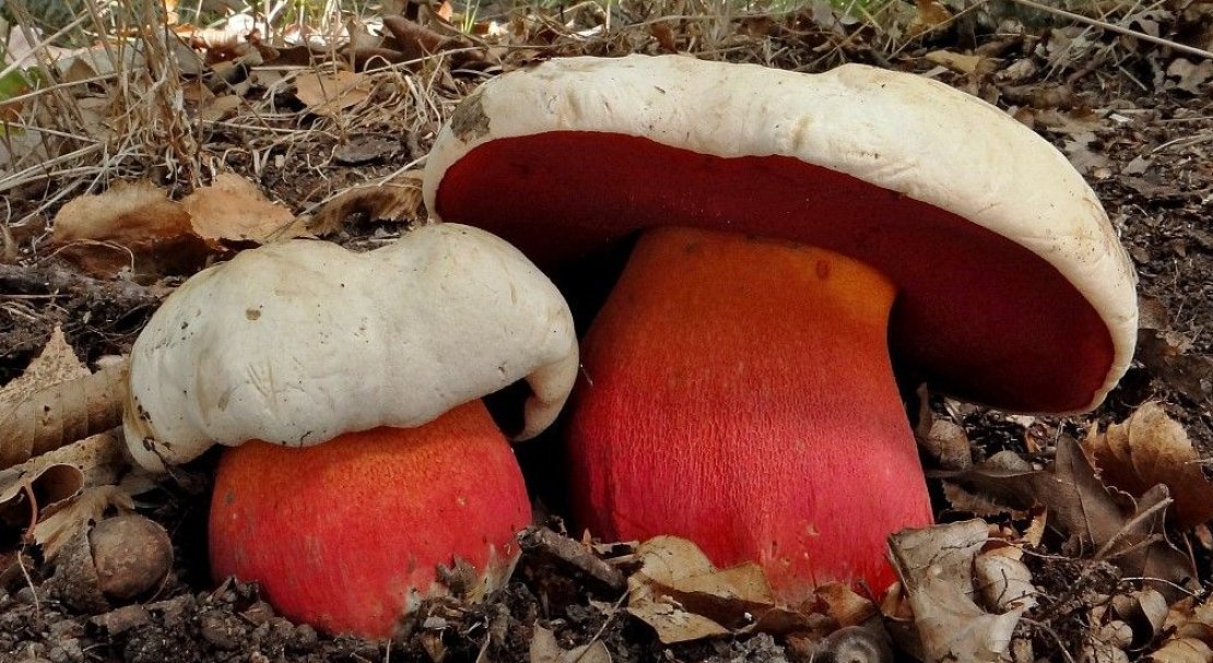 2a544849ec4afa135cc4a9b4db1f600f Польський гриб, фото і опис, відмінність боровика від білого гриба, де росте їстівний чи ні