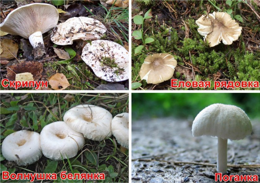 2be10de0c11642a7dc27a7a1dafe86dc Чорний груздь: фото і опис, як виглядає гриб їстівний чи ні, як відрізнити