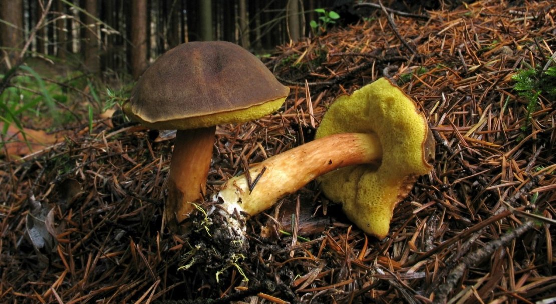 2dadb334ddfd5b58e60de94976861811 Польський гриб, фото і опис, відмінність боровика від білого гриба, де росте їстівний чи ні