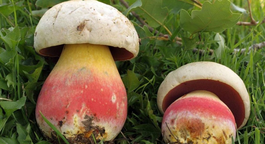 3ce4b1edcd9a3f97ffc90587933083c1 Польський гриб, фото і опис, відмінність боровика від білого гриба, де росте їстівний чи ні